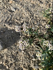 Heliotropium curassavicum