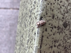 Opisthoncus nigrofemoratus