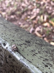 Opisthoncus nigrofemoratus