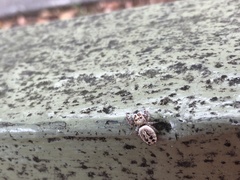 Opisthoncus nigrofemoratus