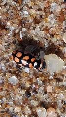 Eriopis serrai