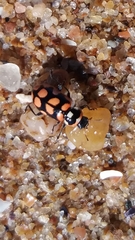 Eriopis serrai