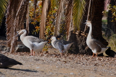 Anser cygnoides domesticus