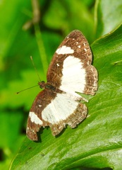 Janatella leucodesma