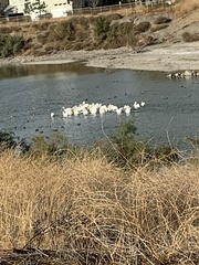 Pelecanus erythrorhynchos