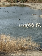 Pelecanus erythrorhynchos