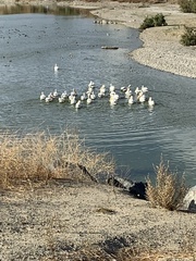 Pelecanus erythrorhynchos