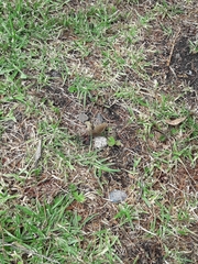 Panyapedaliodes drymaea