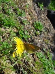 Colias lesbia