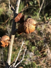 Disholcaspis spongiosa