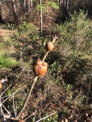 Disholcaspis spongiosa