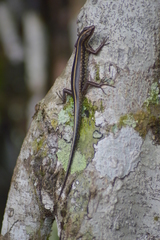 Sphenomorphus sanctus