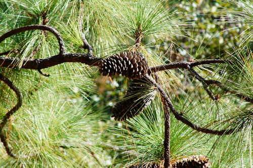 Montezuma Pine (Pinus montezumae)
