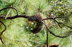 Montezuma Pine (Pinus montezumae)