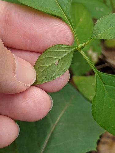 Image of Iresine heterophylla by (c) Alison Northup, some rights reserved (CC BY)