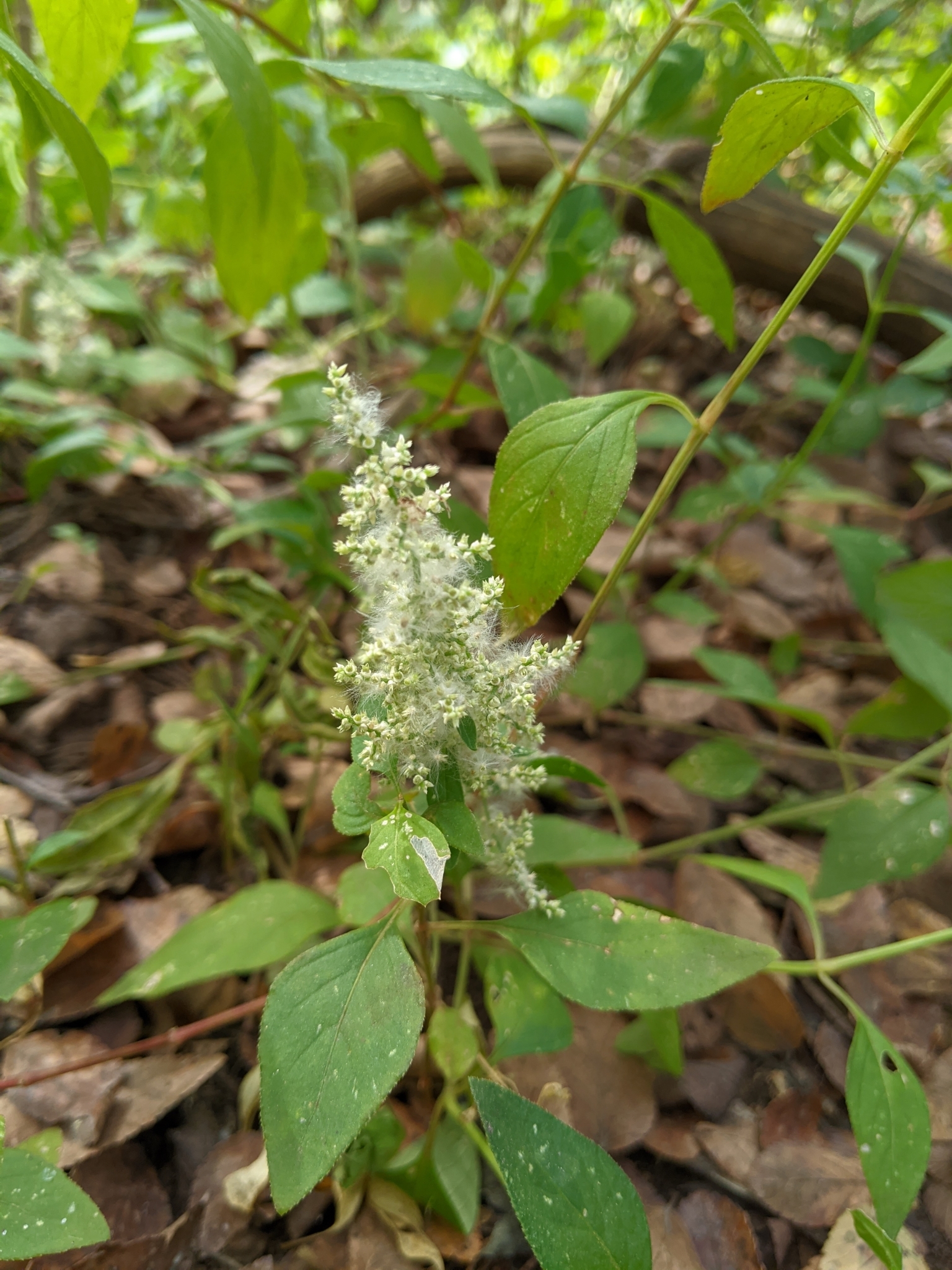 Iresine heterophylla
