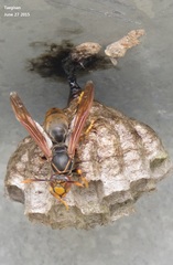 Polistes mandarinus