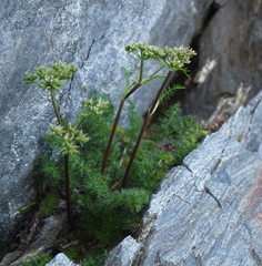 Anisotome capillifolia