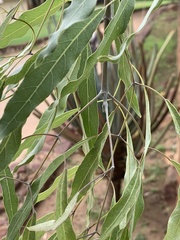 Stereospermum variabile