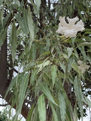 Stereospermum variabile