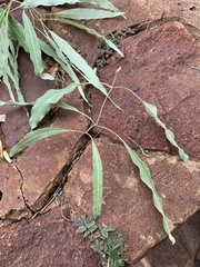 Stereospermum variabile