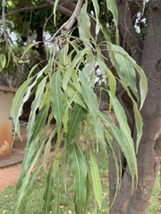 Stereospermum variabile