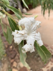 Stereospermum variabile