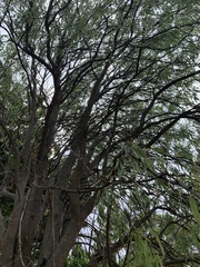 Stereospermum variabile