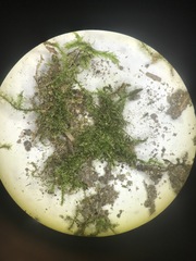 Campylophyllopsis hispidula