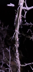 Pereskiopsis porteri