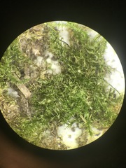 Campylophyllopsis hispidula