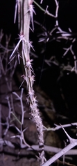 Pereskiopsis porteri