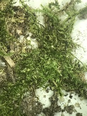 Campylophyllopsis hispidula