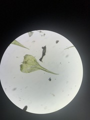 Campylophyllopsis hispidula