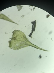 Campylophyllopsis hispidula