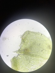 Campylophyllopsis hispidula