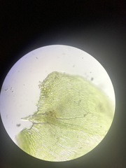 Campylophyllopsis hispidula