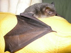 Myotis grisescens