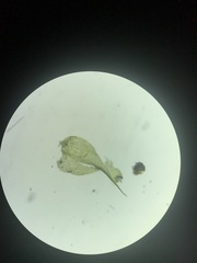 Campylophyllopsis hispidula