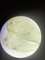 Campylophyllopsis hispidula