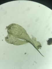 Campylophyllopsis hispidula