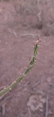 Pereskiopsis porteri