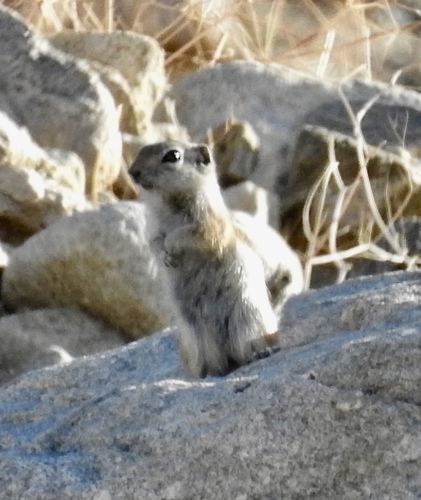 White-tailed Antelope Squirrel