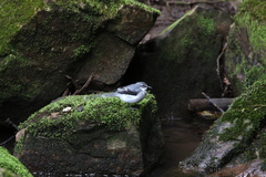 Motacilla clara