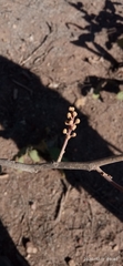 Tracheophyta