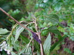 Procecidochares alani