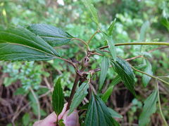 Procecidochares alani