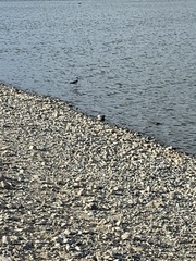 Himantopus mexicanus