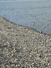 Himantopus mexicanus