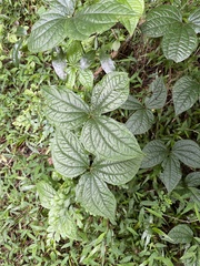 Dioscorea dregeana